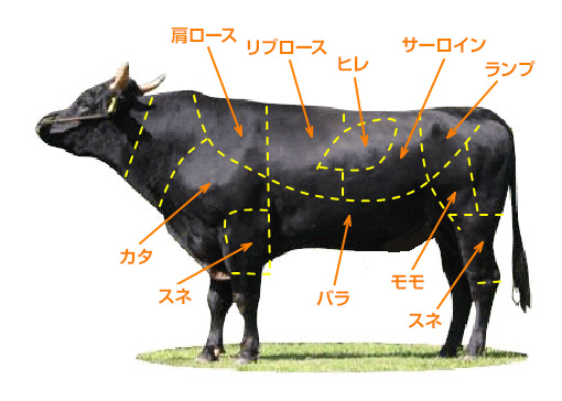 牛の部位図
